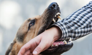 How Hawk Law Group Can Help If You’ve Suffered a Dog Bite in Edgefield County, SC